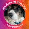 doglovertips